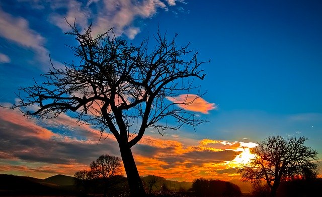 a tree in the sunset